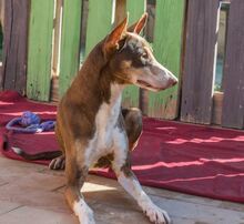 FRED, Hund, Podenco Andaluz in Spanien - Bild 13