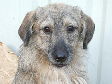 TAMINO, Hund, Mischlingshund in Rumänien - Bild 1