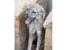 TAMINO, Hund, Mischlingshund in Rumänien - Bild 2