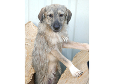 TAMINO, Hund, Mischlingshund in Rumänien - Bild 4