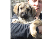 TAMINO, Hund, Mischlingshund in Rumänien - Bild 5