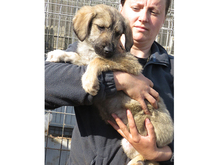 TAMINO, Hund, Mischlingshund in Rumänien - Bild 7