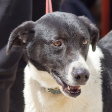KNOPF, Hund, Mischlingshund in Spanien - Bild 1