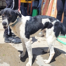 KNOPF, Hund, Mischlingshund in Spanien - Bild 11