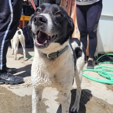 KNOPF, Hund, Mischlingshund in Spanien - Bild 8
