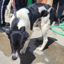 KNOPF, Hund, Mischlingshund in Spanien - Bild 9