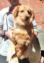 SAIMON, Hund, Mischlingshund in Griechenland - Bild 2