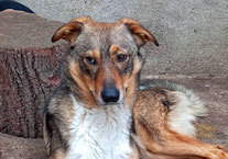 TAKO, Hund, Mischlingshund in Bulgarien - Bild 1