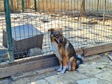 TAKO, Hund, Mischlingshund in Bulgarien - Bild 2