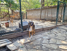 TAKO, Hund, Mischlingshund in Bulgarien - Bild 4