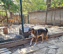 TAKO, Hund, Mischlingshund in Bulgarien - Bild 5