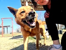 PACO, Hund, Mischlingshund in Ungarn - Bild 1