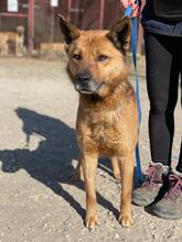 PACO, Hund, Mischlingshund in Ungarn - Bild 2