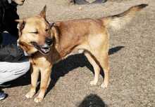 PACO, Hund, Mischlingshund in Ungarn - Bild 4