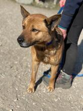 PACO, Hund, Mischlingshund in Ungarn - Bild 5