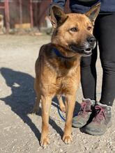 PACO, Hund, Mischlingshund in Ungarn - Bild 6