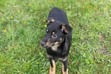 WOODY, Hund, Mischlingshund in Kroatien - Bild 1