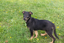 WOODY, Hund, Mischlingshund in Kroatien - Bild 2