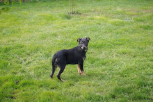 WOODY, Hund, Mischlingshund in Kroatien - Bild 3