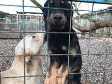 WOODY, Hund, Mischlingshund in Kroatien - Bild 4