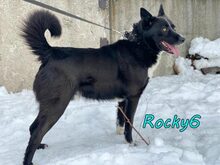 ROCKY6, Hund, Mischlingshund in Russische Föderation - Bild 2