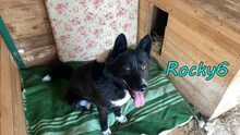 ROCKY6, Hund, Mischlingshund in Russische Föderation - Bild 3