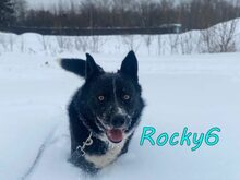 ROCKY6, Hund, Mischlingshund in Russische Föderation - Bild 4