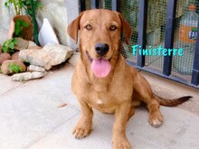 FINISTERRE, Hund, Mischlingshund in Spanien - Bild 1