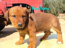 FINISTERRE, Hund, Mischlingshund in Spanien - Bild 10