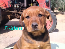 FINISTERRE, Hund, Mischlingshund in Spanien - Bild 12