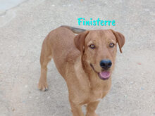 FINISTERRE, Hund, Mischlingshund in Spanien - Bild 2