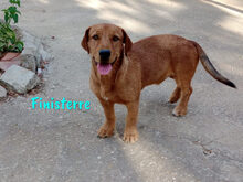 FINISTERRE, Hund, Mischlingshund in Spanien - Bild 4