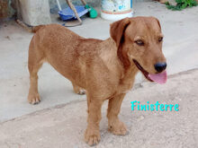 FINISTERRE, Hund, Mischlingshund in Spanien - Bild 5