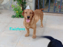 FINISTERRE, Hund, Mischlingshund in Spanien - Bild 6