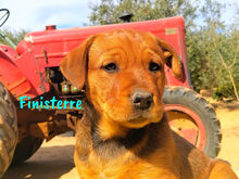 FINISTERRE, Hund, Mischlingshund in Spanien - Bild 9