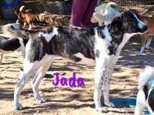 JADA, Hund, Mischlingshund in Spanien - Bild 1