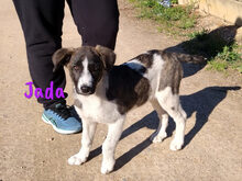 JADA, Hund, Mischlingshund in Spanien - Bild 10