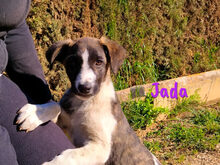 JADA, Hund, Mischlingshund in Spanien - Bild 12