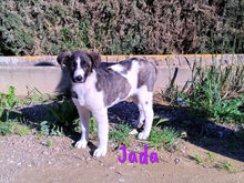 JADA, Hund, Mischlingshund in Spanien - Bild 13