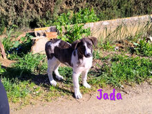 JADA, Hund, Mischlingshund in Spanien - Bild 16