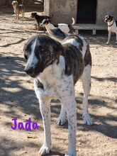 JADA, Hund, Mischlingshund in Spanien - Bild 2
