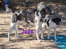 JADA, Hund, Mischlingshund in Spanien - Bild 3