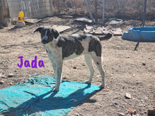 JADA, Hund, Mischlingshund in Spanien - Bild 4