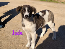 JADA, Hund, Mischlingshund in Spanien - Bild 5