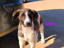 JADA, Hund, Mischlingshund in Spanien - Bild 6