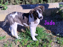 JADA, Hund, Mischlingshund in Spanien - Bild 9