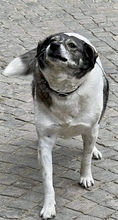 PINA, Hund, Mischlingshund in Gangelt - Bild 10