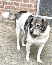 PINA, Hund, Mischlingshund in Gangelt - Bild 11