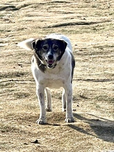 PINA, Hund, Mischlingshund in Gangelt - Bild 3