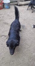 QUIRRY, Hund, Mischlingshund in Rumänien - Bild 1